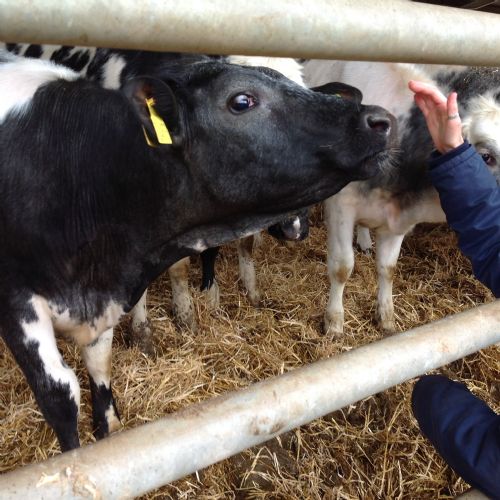 KS2 trip to Emmets Farm